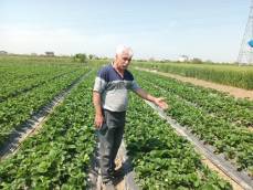 یکه تازی کشاورزان جویباری در تولید توت فرنگی/ بیش از ۳ هزار تن توت فرنگی روانه بازار می شود
