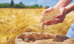 آغاز به کار مراکز خرید تضمینی گندم در ۱۳ نقطه از مازندران