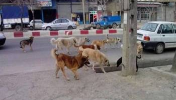 قائمشهر در محاصره سگ‌های بلاصاحب/ فریاد شهروندان برای امنیت و سلامت در برابر خطر هاری