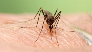 گام‌های اساسی مازندران برای مهار پشه آئدس و کنترل آنفلوانزا/ معاون بهداشتی دانشگاه توضیح می‌دهد