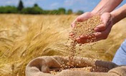 آغاز خرید تضمینی گندم در مازندران / فعالیت مرکز تحویل در ساری