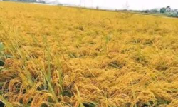 کشت دوم و رتون برنج در جویبار به پایان رسید / برداشت ۳۸۲۰ تن شلتوک از ۱۵۹۵ هکتار