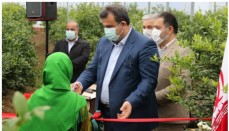31 گلخانه لیموترش در قائمشهر به بهره برداری رسید