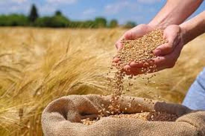 آغاز خرید تضمینی گندم در مازندران / فعالیت مرکز تحویل در ساری