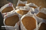 خرید گندم با ضایعات سبب شکست تجاری کارخانه می شود