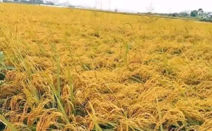 کشت دوم و رتون برنج در جویبار به پایان رسید / برداشت ۳۸۲۰ تن شلتوک از ۱۵۹۵ هکتار
