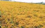 کشت دوم و رتون برنج در جویبار به پایان رسید / برداشت ۳۸۲۰ تن شلتوک از ۱۵۹۵ هکتار