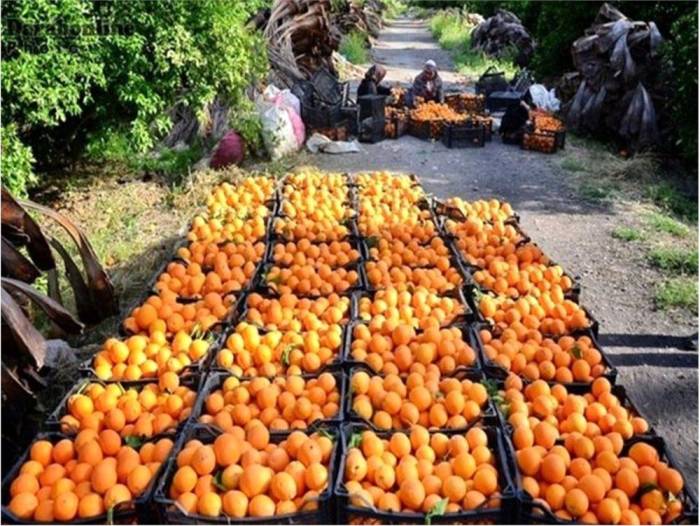 ۱۵۰ هزار تن انواع مرکبات در مازندران ذخیره‌سازی شد