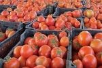 قیمت گوجه فرنگی کاهش یافت!