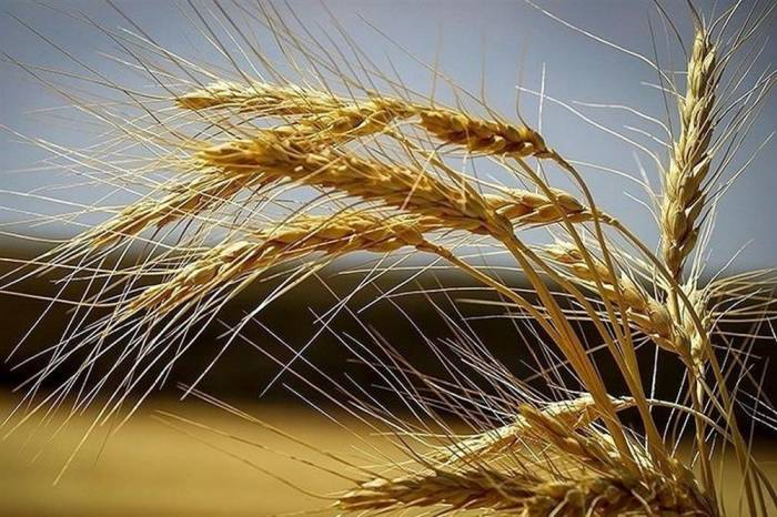 خرید تضمینی گندم در مازندران آغاز شد/ پیش بینی خرید بیش از 100 هزار تن گندم از گندم کاران