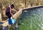 یک واحد مزرعه پرورش ماهی سردآبی قزل‌آلا در قائمشهر افتتاح می شود