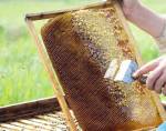 ۴۶۰ تن عسل در تنکابن تولید شد