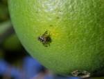 ردیابی مگس میوه مدیترانه ای در ۶ هزار و ۳۰۰ هکتار از باغات بهشهر