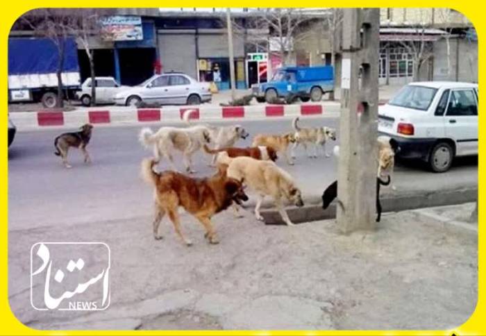 آمار نگران کننده حیوان‌گزیدگی در قائمشهر/ وعده‌های بی نتیجه شهرداری و واقعیت حضور سگ‌های بلاصاحب