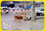 آمار نگران کننده حیوان‌گزیدگی در قائمشهر/ وعده‌های بی نتیجه شهرداری و واقعیت حضور سگ‌های بلاصاحب