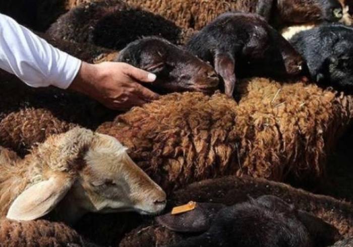 قربانگاه ابراهیمی در بقاع متبرکه مازندران برپا می‌شود