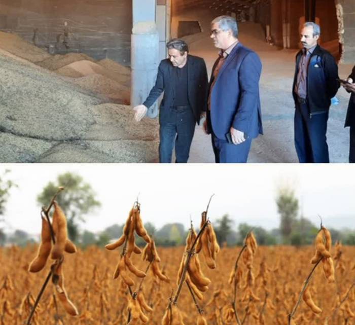 بیش از یکهزار و ۲۰۰ تن دانه های روغنی سویا از کشاورزان مازندرانی خریداری شد
