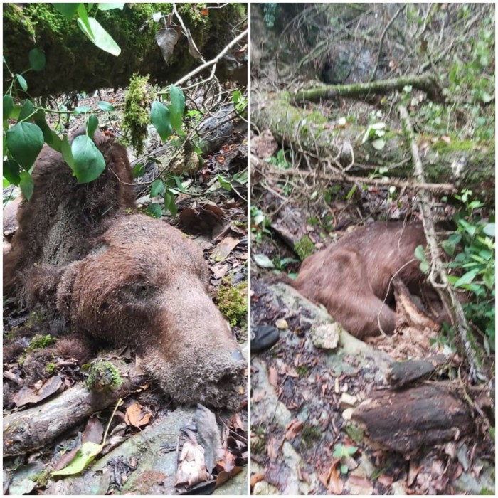 یک قلاده خرس قهوه ای در بهشهر براثر افتادن درخت تلف شد