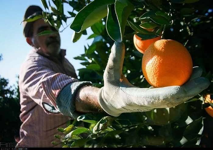 مهد مرکبات؛ سوگلی روس ها و ازبک ها/ قائمشهر همچنان پرچمدار صادرات مرکبات