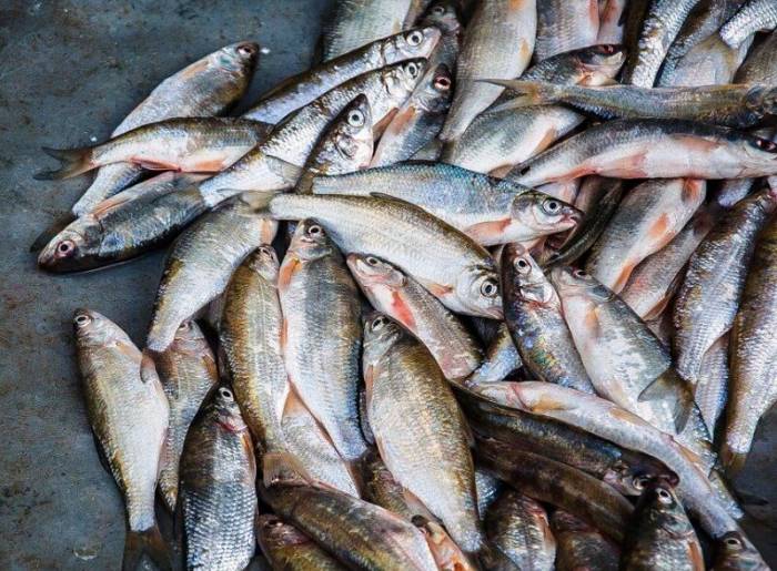 پیش بینی تولید 3 هزار تن انواع ماهیان استخوانی در دریای خزر