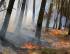 حدود 3 هکتار از عرصه های جنگلی الندان در آتش سوخت