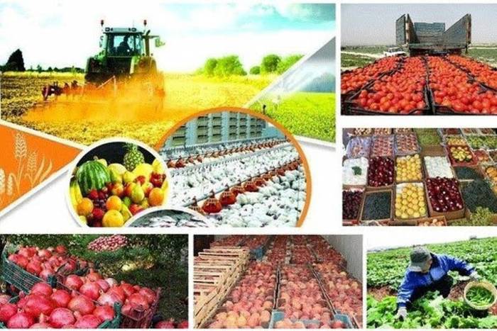 رشد ۱۹ درصدی صادرات محصولات کشاورزی و غذایی