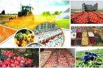 رشد ۱۹ درصدی صادرات محصولات کشاورزی و غذایی