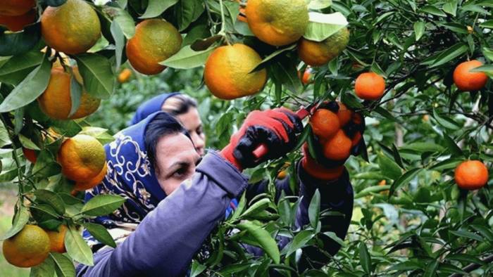پیش بینی افزایش 20 درصدی تولید نارنگی در مازندران