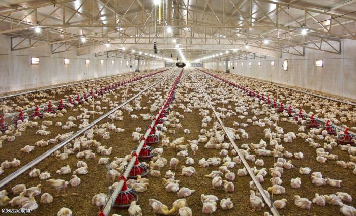 بیش از ۱۳ میلیون قطعه جوجه ریزی در مرغداری های مازندران انجام شد
