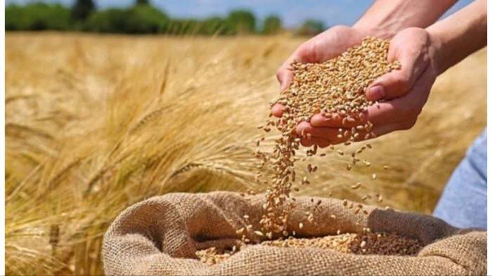 پیش بینی خرید تضمینی ۱۱۵ هزار تن گندم در مازندران