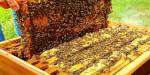 آغاز سرشماری کلنی زنبور عسل از 16 تا 28 مهرماه در سوادکوه شمالی/ تولید سالانه 560 تن عسل