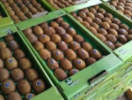 صادرات 42 تن کیوی از ساری به ازبکستان
