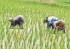 واردات برنج همچنان ممنوع است