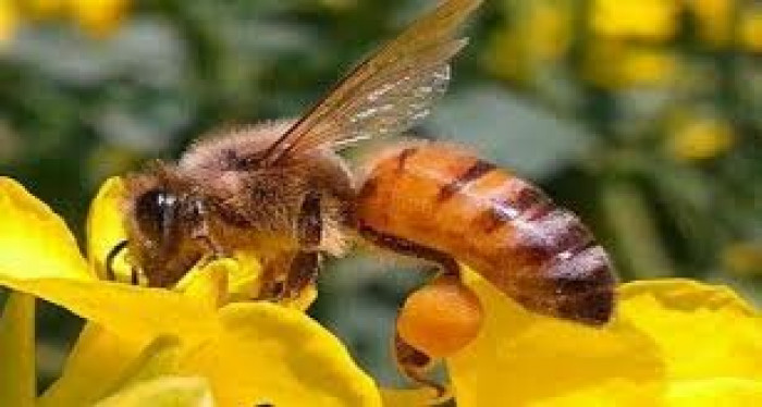 رد پای مافیا در فروش زهر زنبور عسل