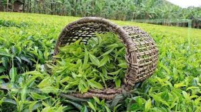 خریداری بیش از ۱۴ هزار تن برگ سبز چای از چایکاران