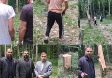 انتقام‌جویی عجیب به جای قاچاق/ انگیزه قطع درختان در پارک جنگلی بهشهر چه بود؟