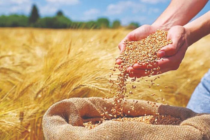گندم نارس از سوی مراکز خرید پذیرفته نمی‌شود